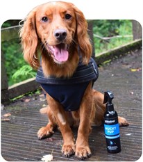Animology Mucky Pup No Rinse Shampoo Durulamasız Yavru Köpek Şampuanı 250  ML - AMP250